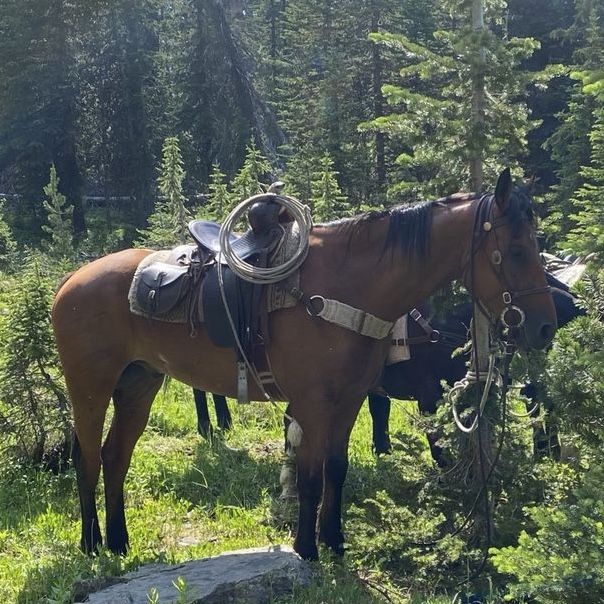 6 y/o Draft Cross Bay Gelding