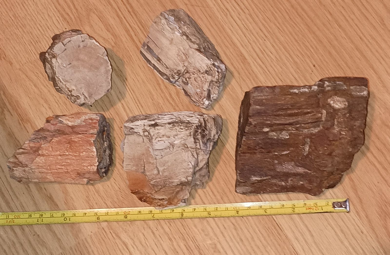 Petrified wood
