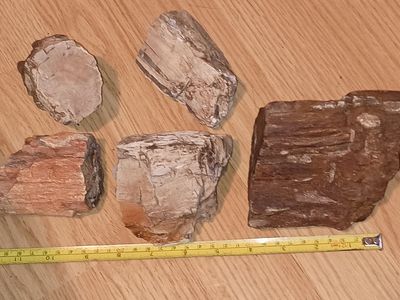Petrified wood