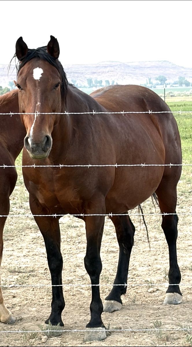(Grade) 1/2 Draft mare (in-foal 2027)
