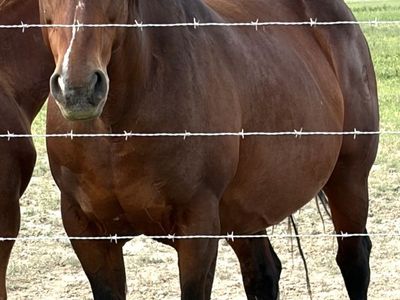 (Grade) 1/2 Draft mare (in-foal 2027)