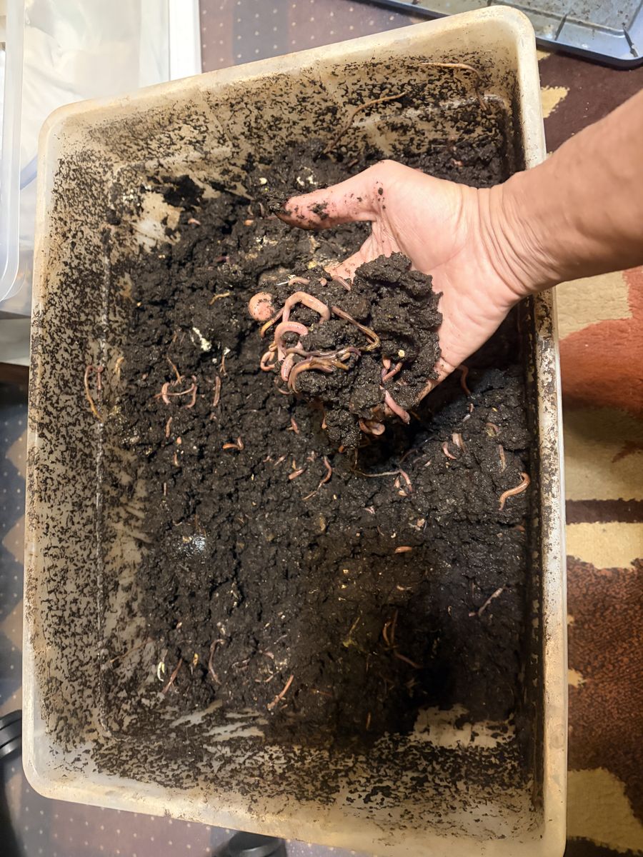 🪱 Established Red Wiggler Worm Farm – Tons of Live Bait Worms