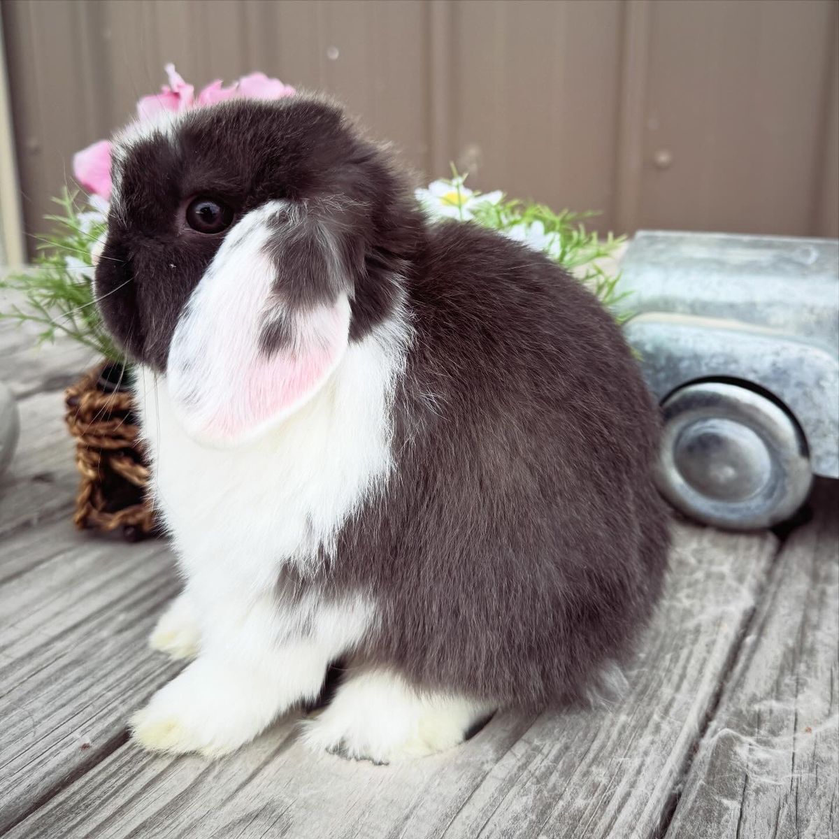 Mini Lops • Holland Lops • Bunnies • Rabbits