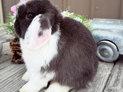 Mini Lops • Holland Lops • Bunnies • Rabbits