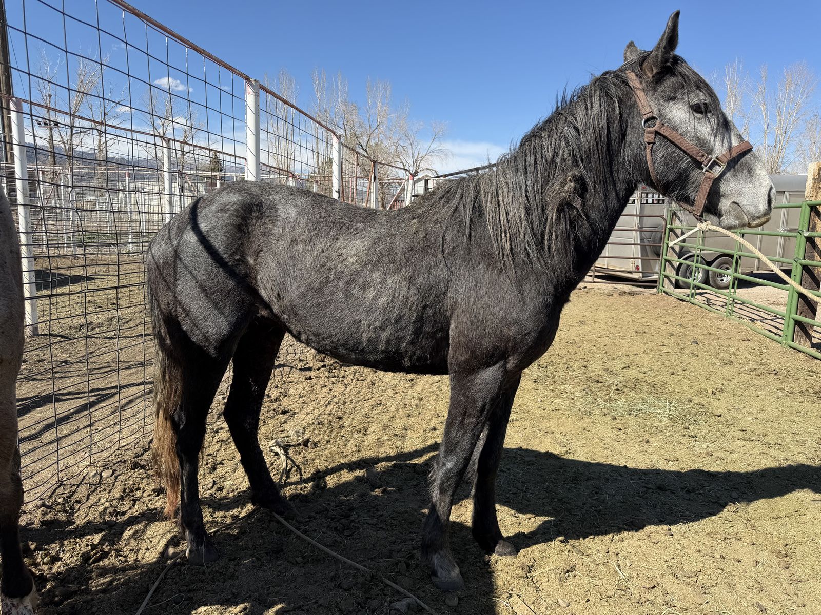 Flashy Grey Gelding