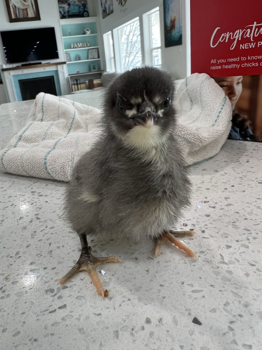 Baby Ameraucana Chicks for Sale