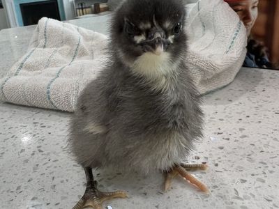 Baby Ameraucana Chicks for Sale