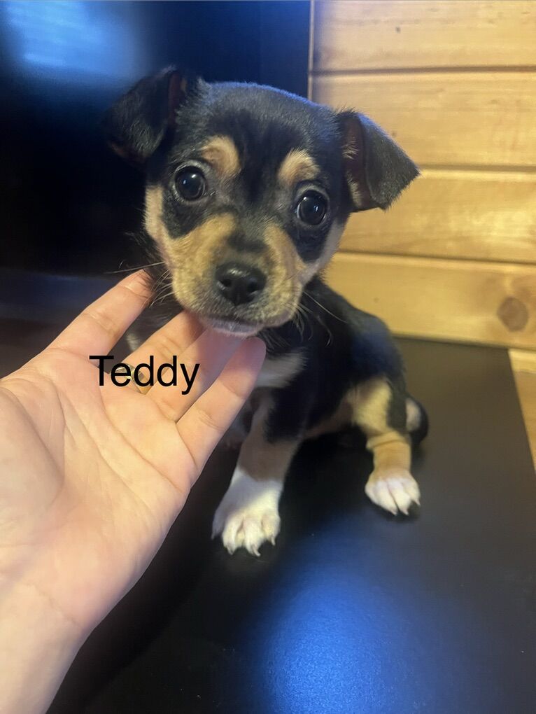 Chihuahua Dachshund Boys