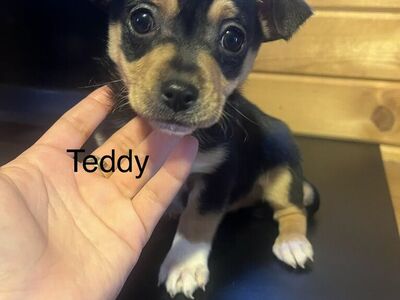 Chihuahua Dachshund Boys