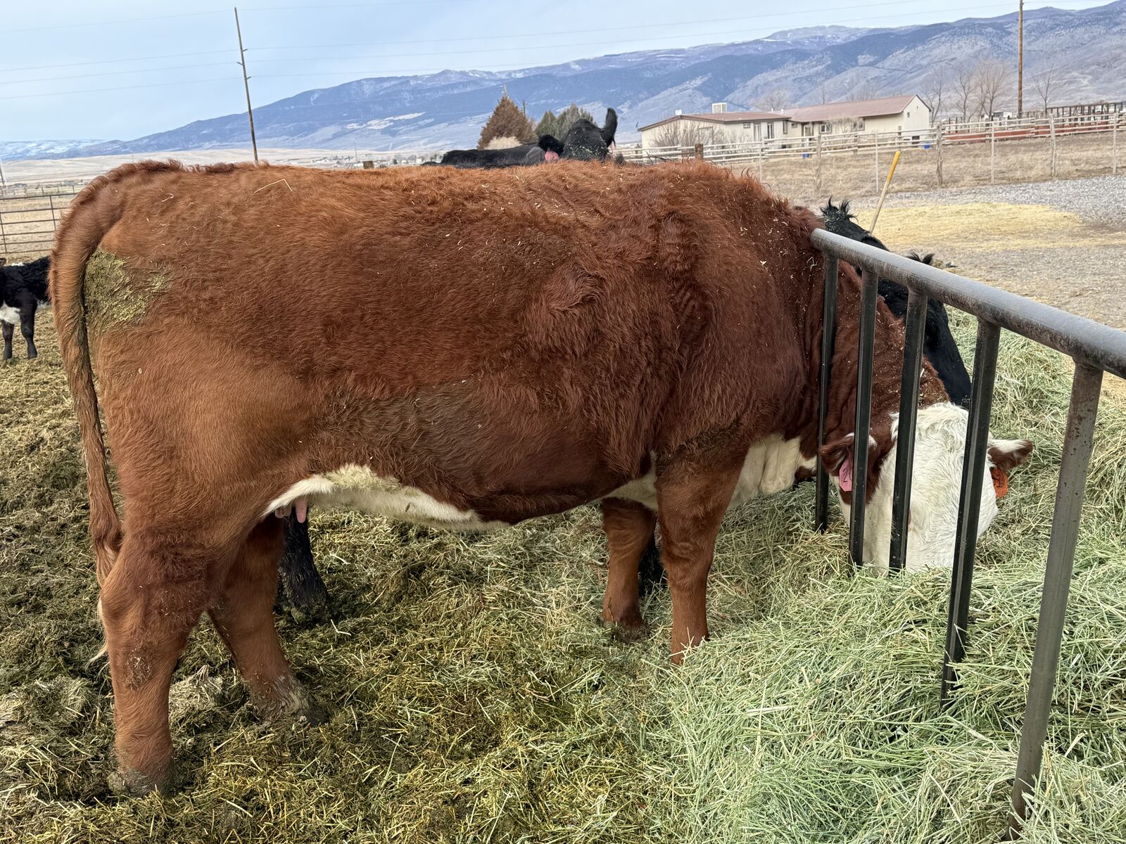 Registered bred Hereford