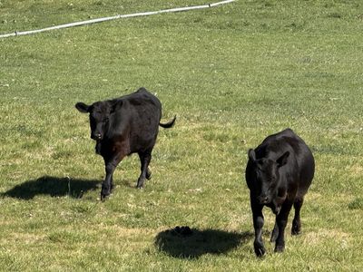 Two Black Angus Steers - Healthy, Pasture-Raised