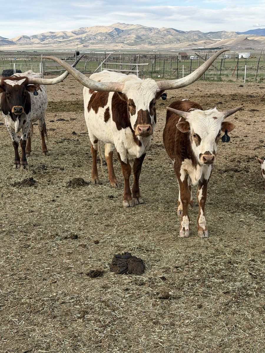 Long Horn Cattle