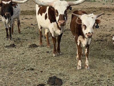 Long Horn Cattle