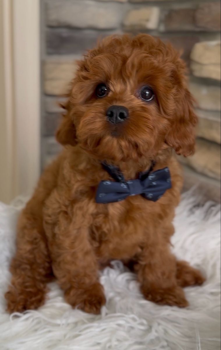 Cavapoo