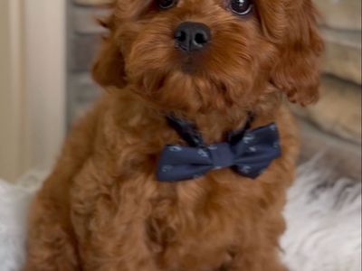 Cavapoo