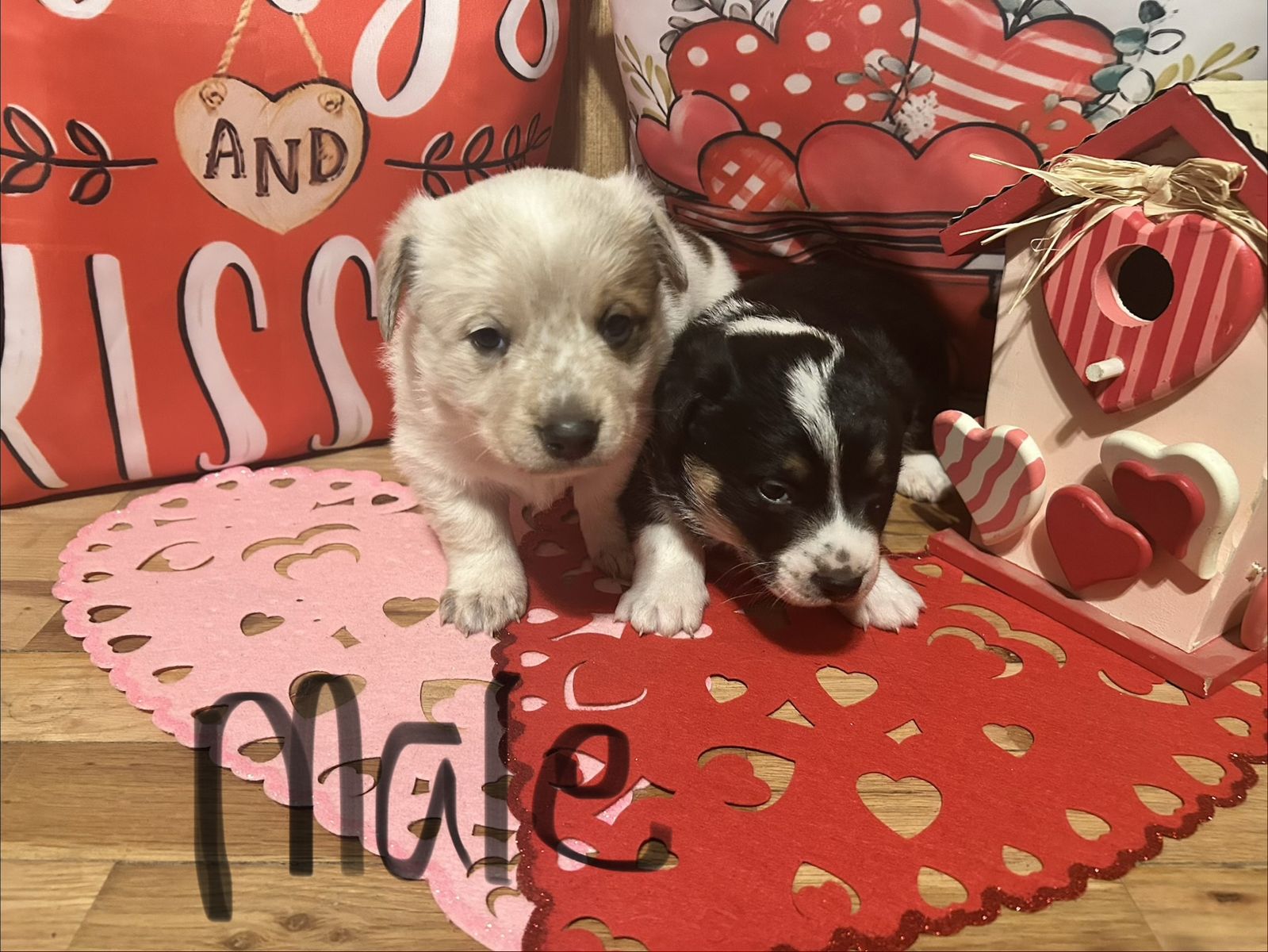 3/4 corgi 1/4 red heeler