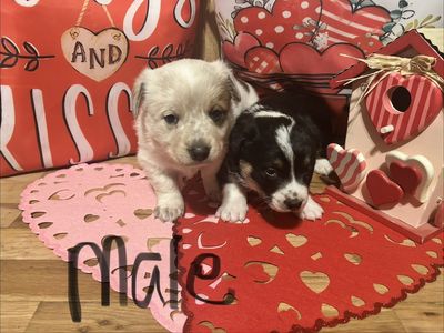 3/4 corgi 1/4 red heeler