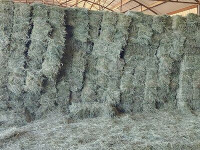 Free Delivery Premium Grass/Alfalfa/Mix Hay.