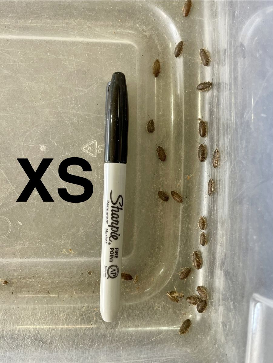 Main image 7