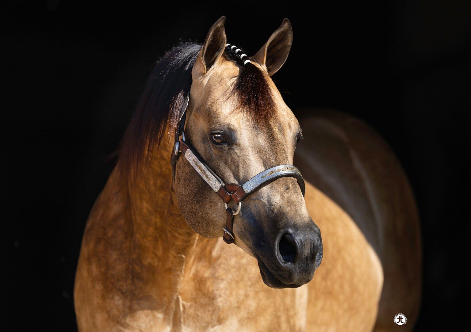 In Utero Foal-Reining/Ranch/Foundation