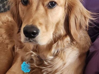 AKC DNA October/November Golden Retriever Puppies!