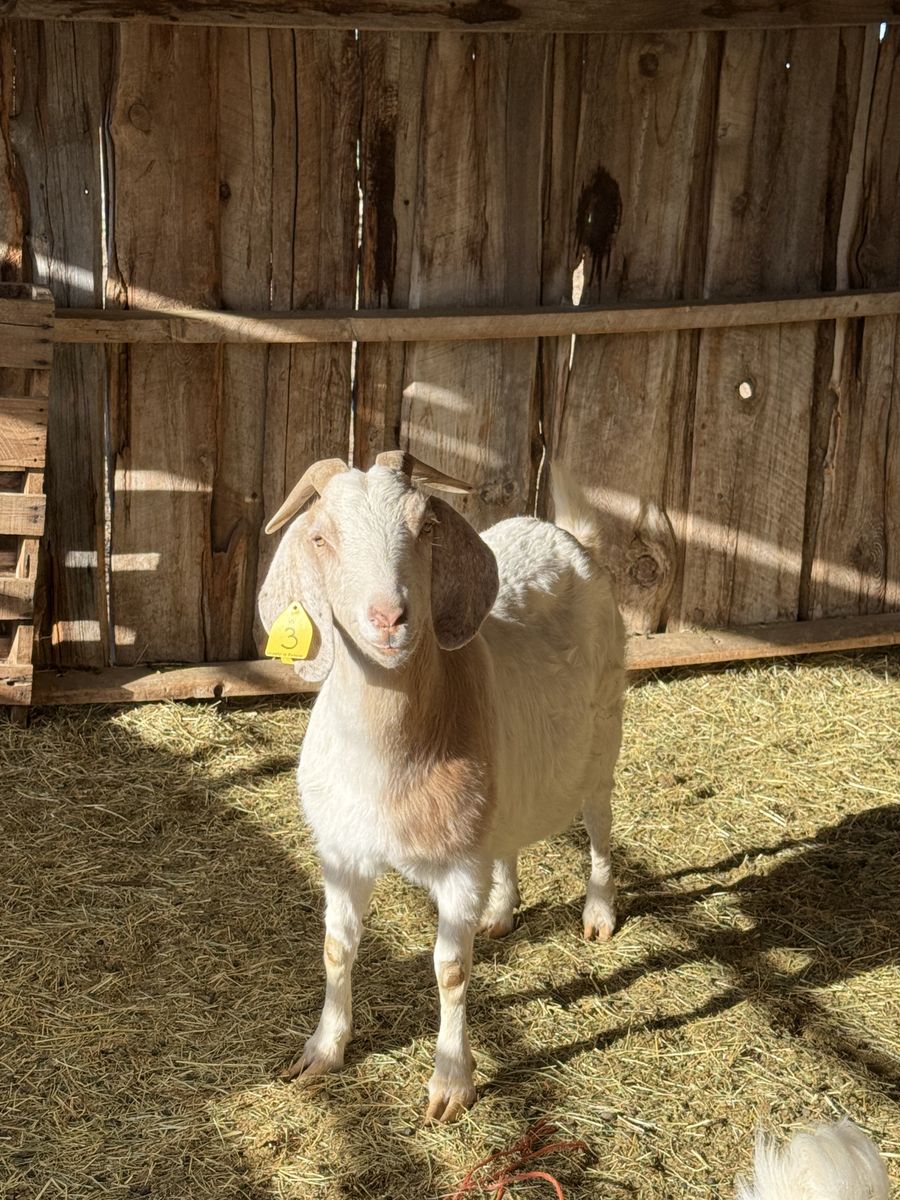 Small Boer Goat Herd
