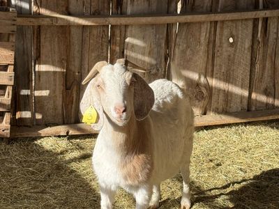 Small Boer Goat Herd
