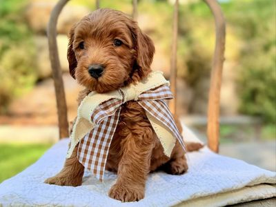 Mini/ Medium Goldendoodles Health Guarantee