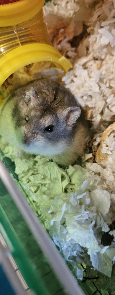 Crittertrail Hamster/Small Animal Cage, Multi-Level with Accessories