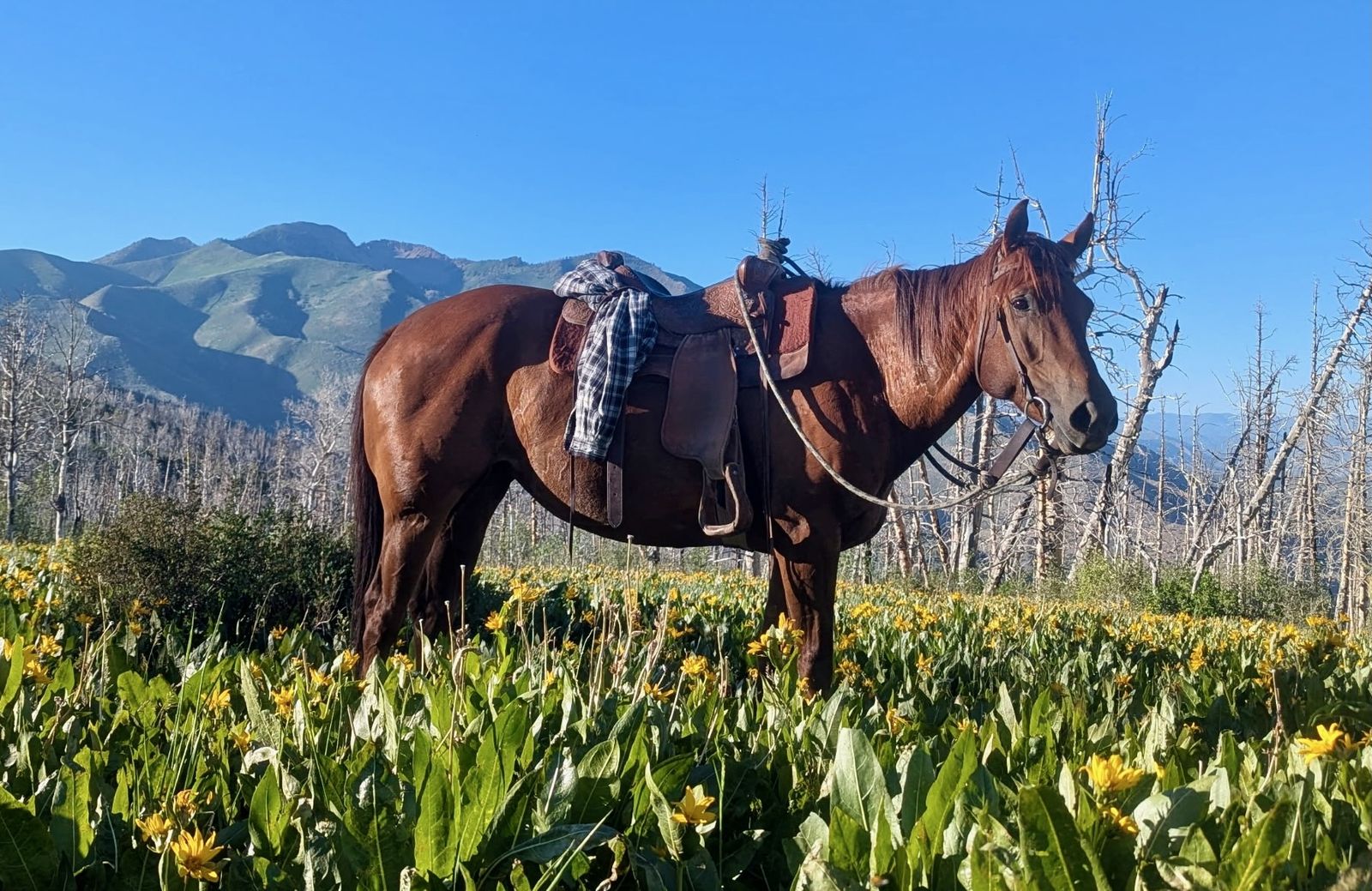6 Year Old Grade Mare