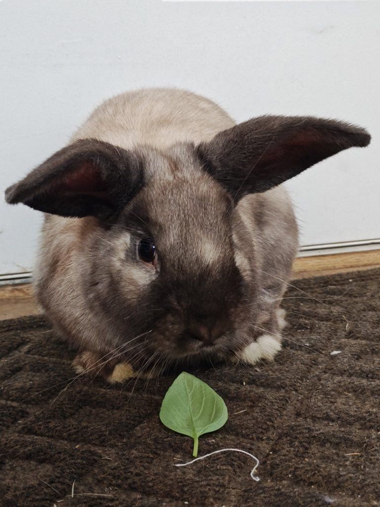 Rex / New Zealand mix rabbit