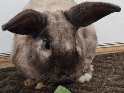 Rex / New Zealand mix rabbit