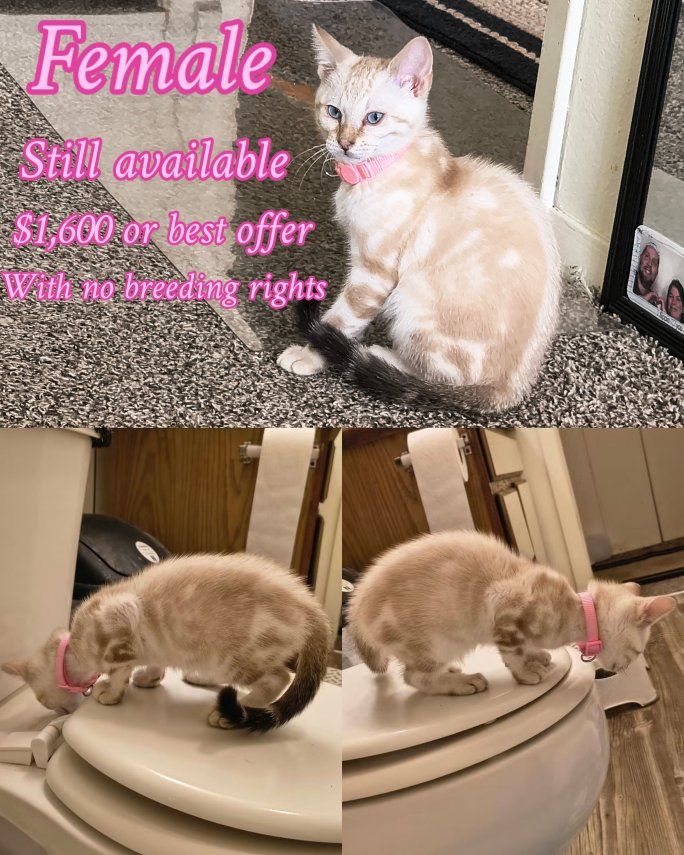 purebred marble Bengal kittens for sale please read ad they are ready for their new homes