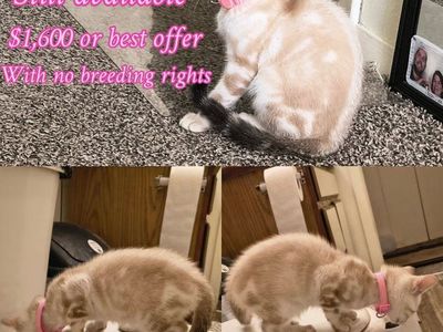 purebred marble Bengal kittens for sale please read ad they are ready for their new homes