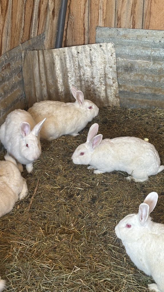 New Zealand Meat Rabbits