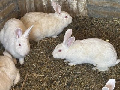 New Zealand Meat Rabbits