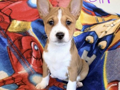 NO BARK Basenji Pups! Hypoallergenic