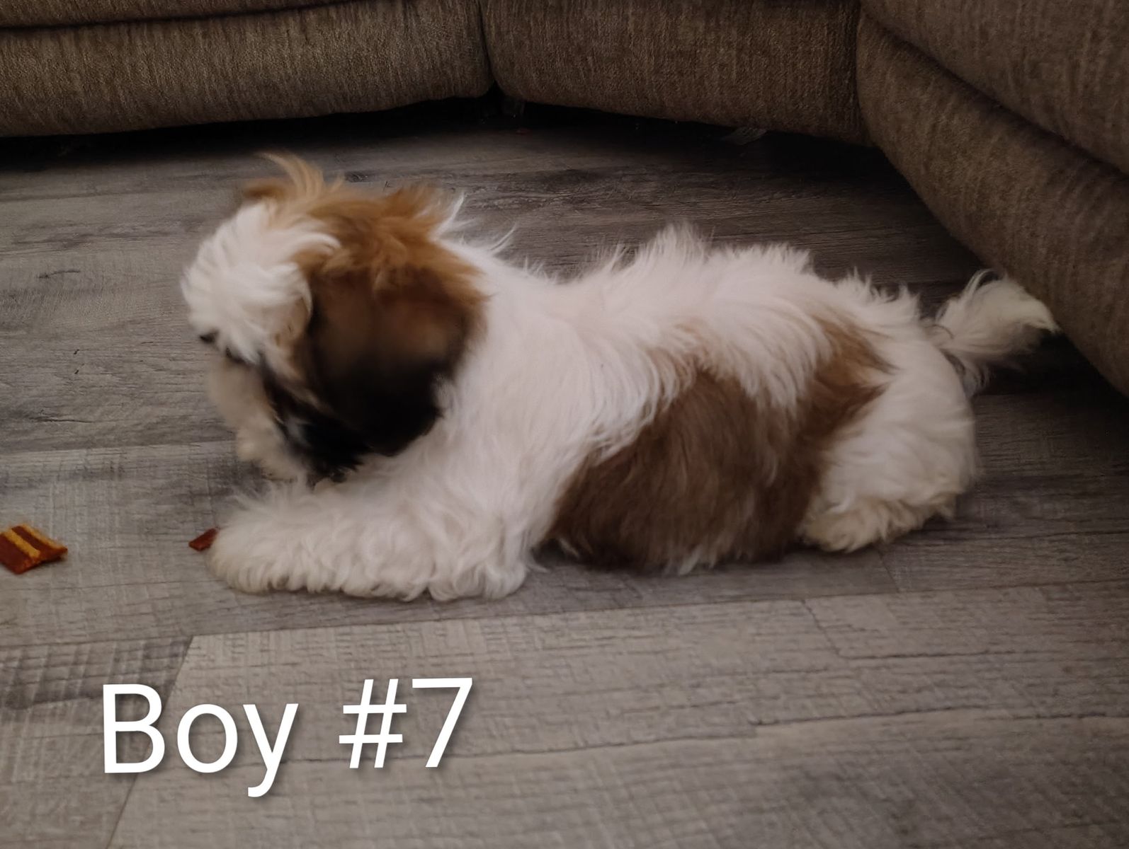 Shih Tzu Maltese puppies