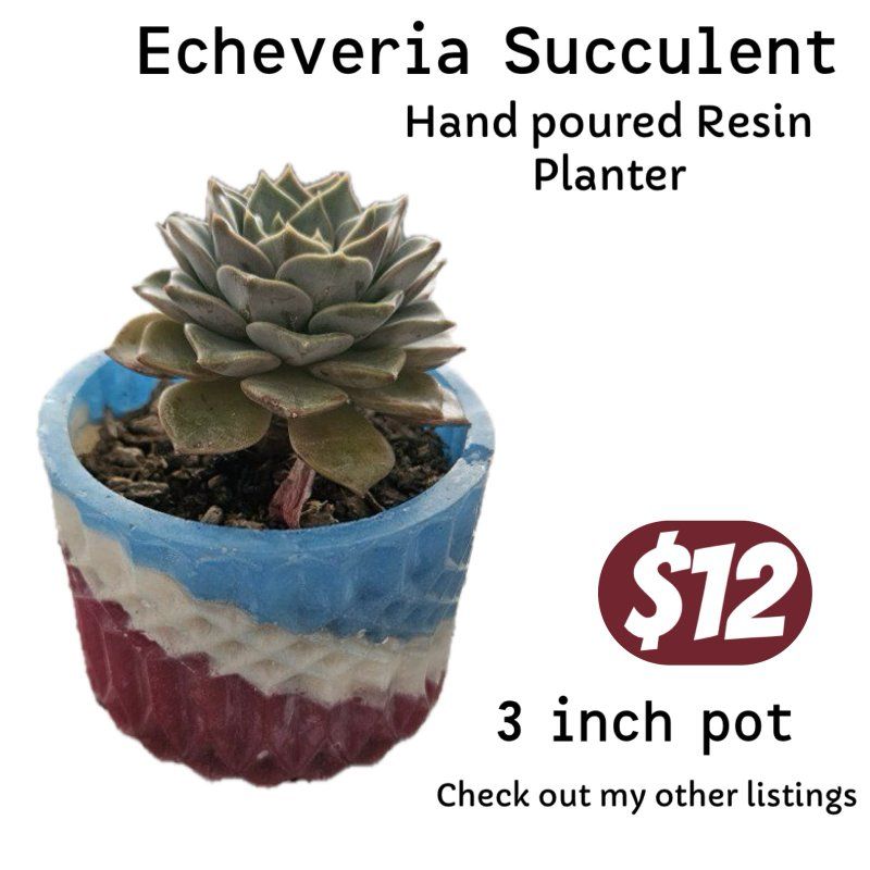 Echeveria Succulent in Red, White, and Blue Epoxy Pot - Live Plant Decor