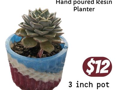 Echeveria Succulent in Red, White, and Blue Epoxy Pot - Live Plant Decor