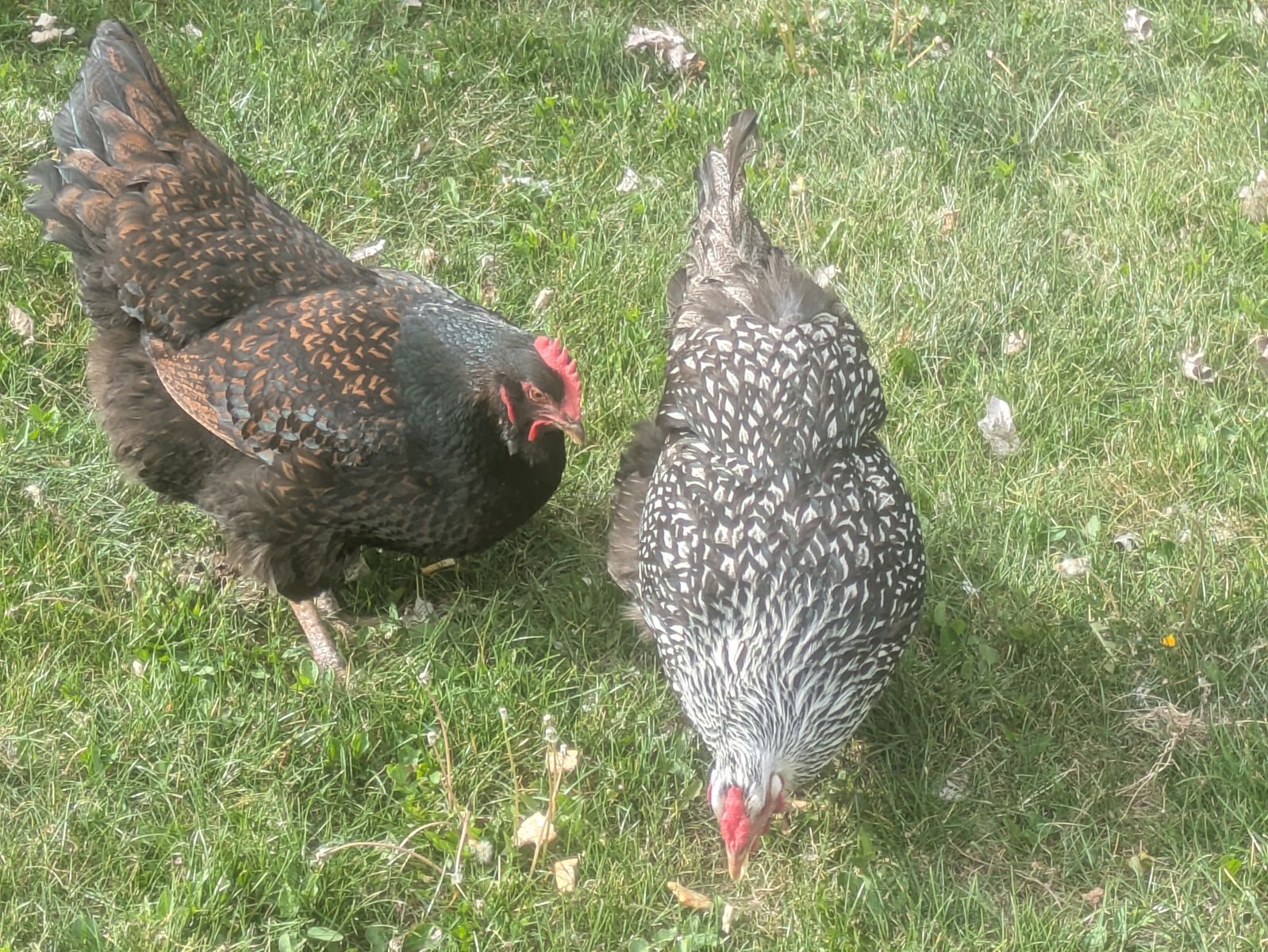 2 chickens