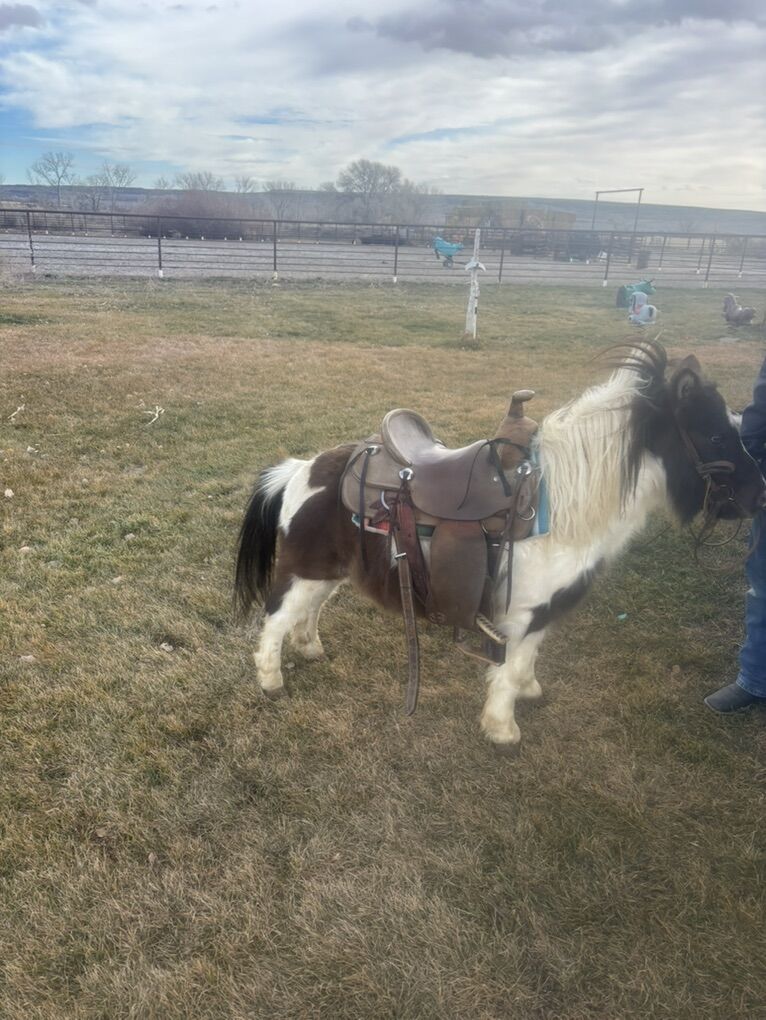 4year Old Gelding Pony