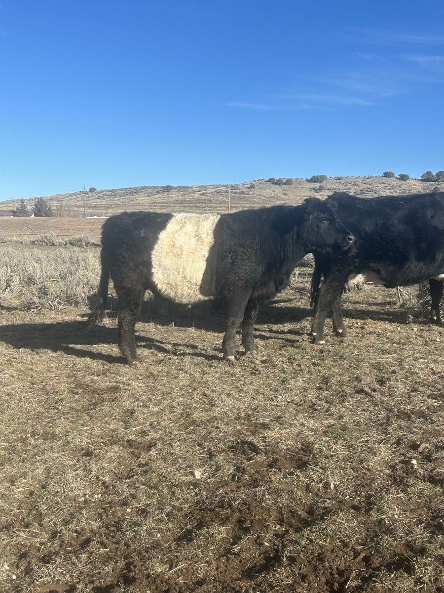 One cow one cross angus heifer
