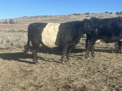 One cow one cross angus heifer