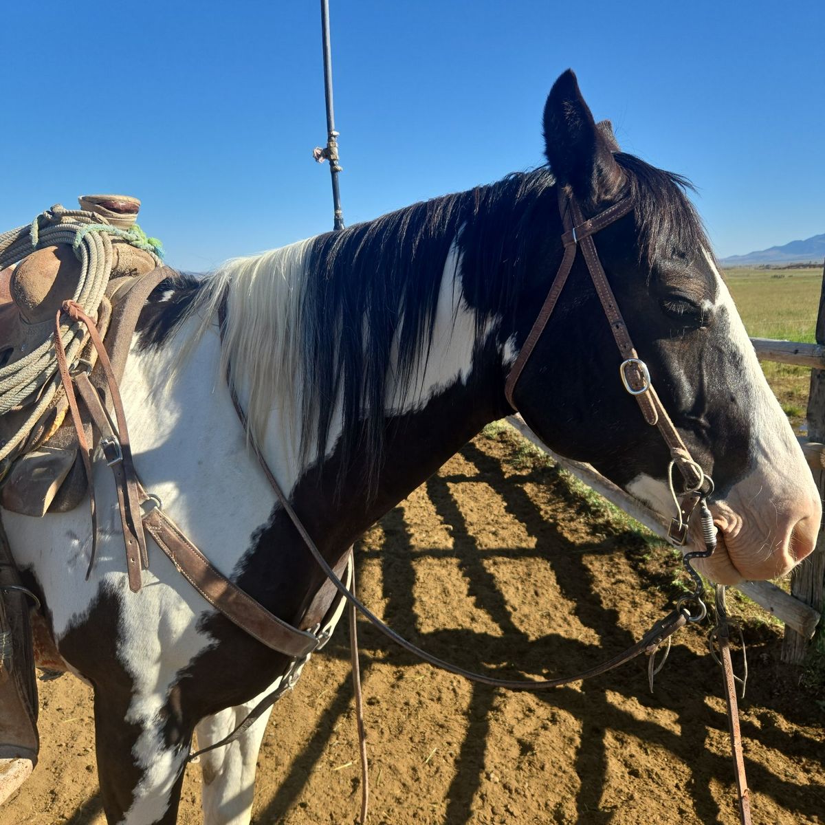 ISO Horses to ride