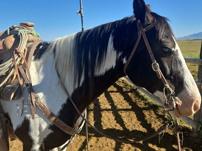 ISO Horses to ride