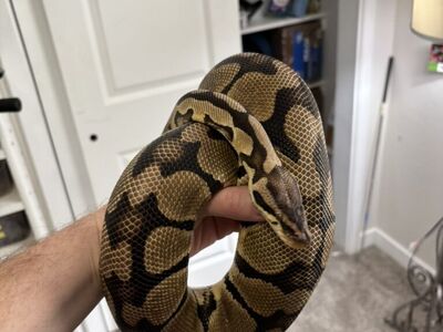 Vanilla Pastel Ball Python