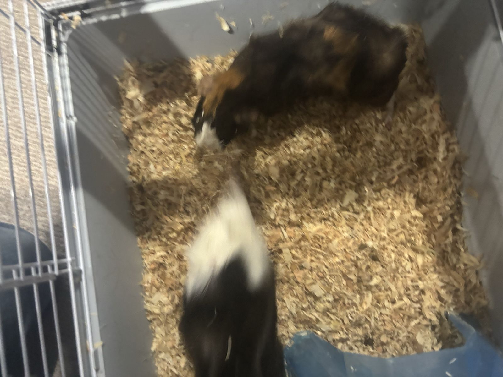 2 Guinea Pigs with Cage - Used