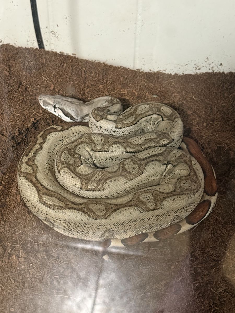 Male Red tail boa
