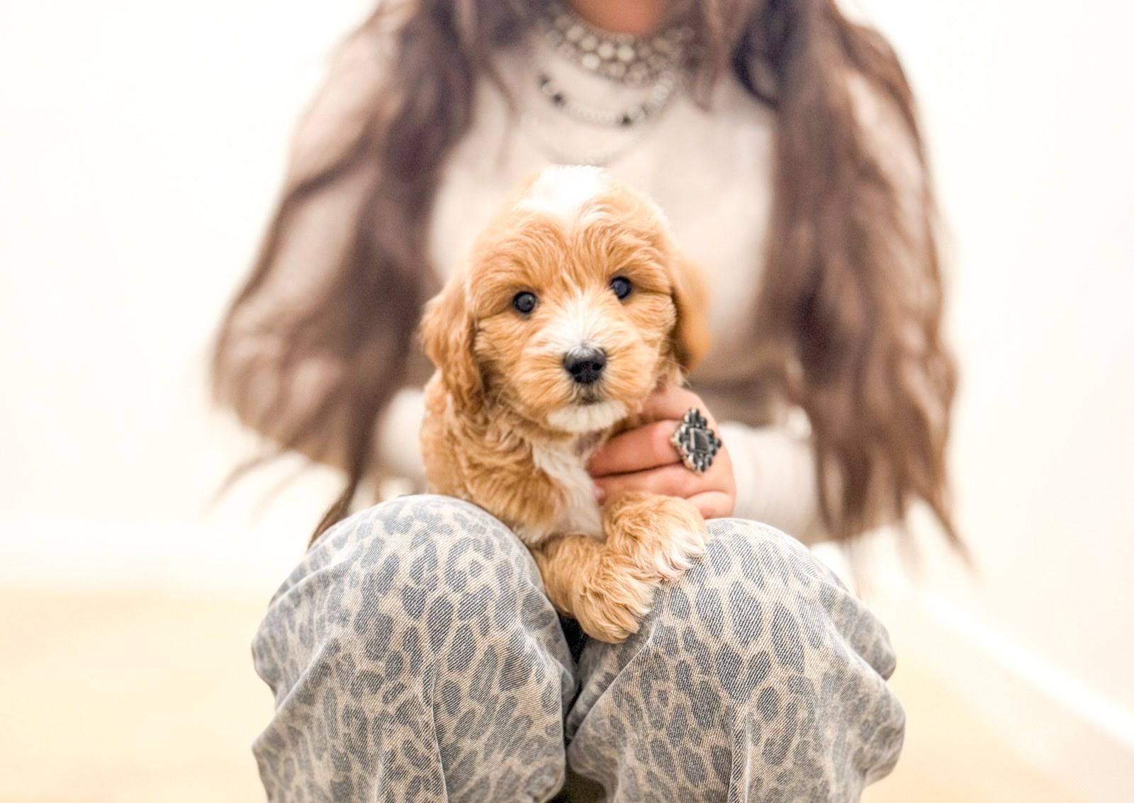 Mini/Petite Golden Doodle Puppies